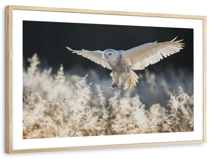 Snowy Owl Hunt Wall Art