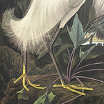 Snowy Egret