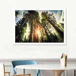 Redwood Trees Sunset Wall Art
