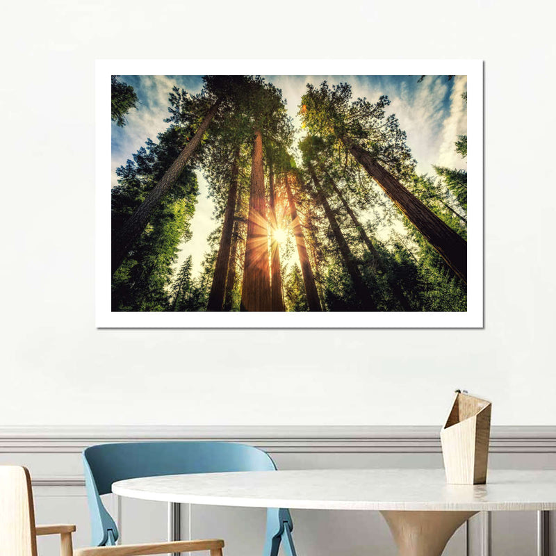 Redwood Trees Sunset Wall Art