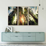Redwood Trees Sunset Wall Art