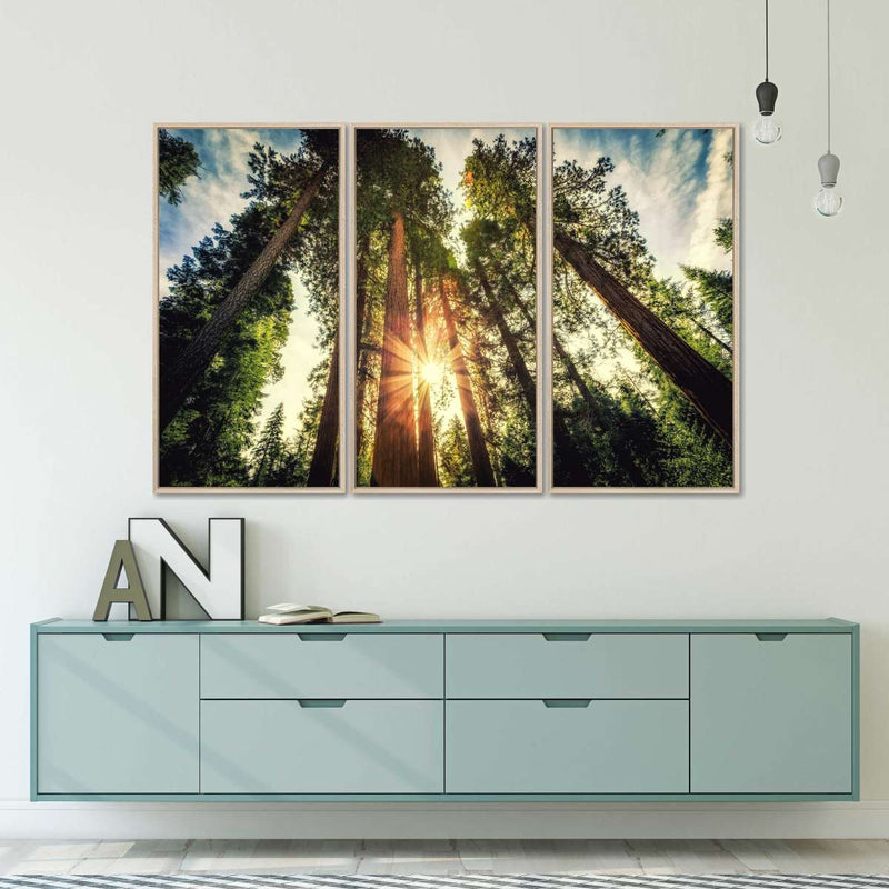 Redwood Trees Sunset Wall Art