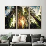 Redwood Trees Sunset Wall Art