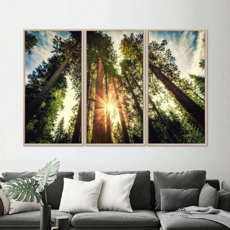 Redwood Trees Sunset Wall Art