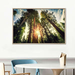 Redwood Trees Sunset Wall Art