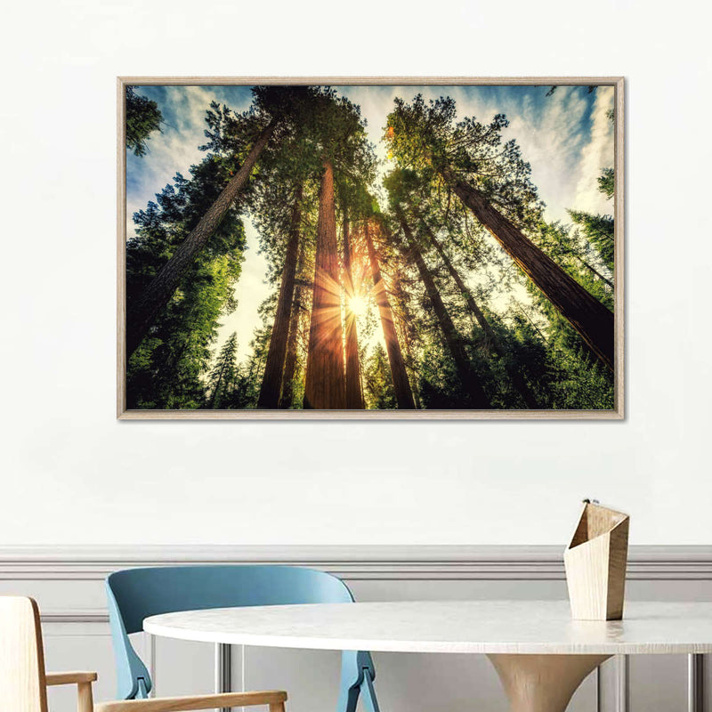 Redwood Trees Sunset Wall Art