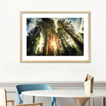 Redwood Trees Sunset Wall Art
