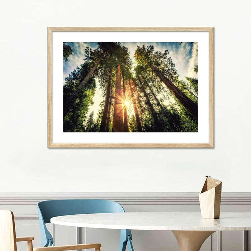 Redwood Trees Sunset Wall Art
