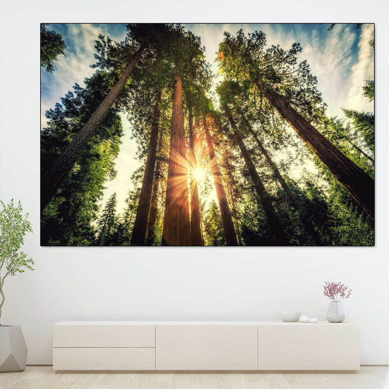 Redwood Trees Sunset Wall Art