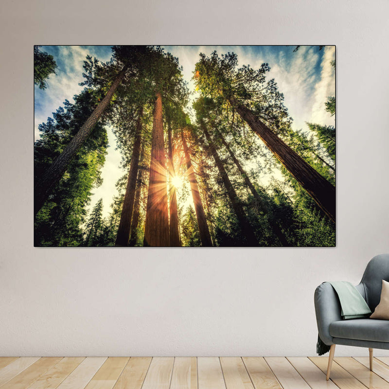 Redwood Trees Sunset Wall Art