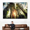 Redwood Trees Sunset Wall Art