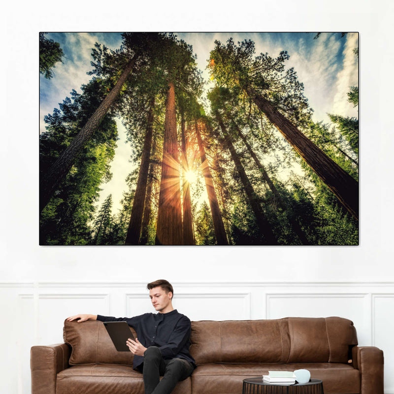 Redwood Trees Sunset Wall Art