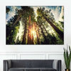 Redwood Trees Sunset Wall Art