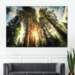 Redwood Trees Sunset Wall Art