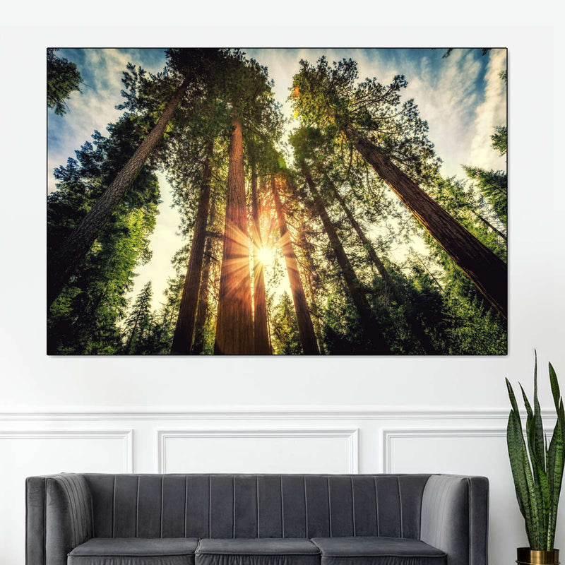 Redwood Trees Sunset Wall Art
