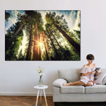 Redwood Trees Sunset Wall Art