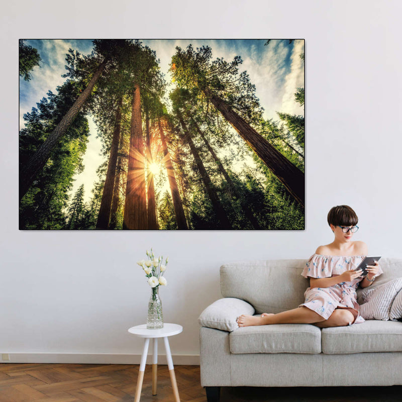 Redwood Trees Sunset Wall Art