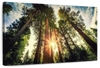 Redwood Trees Sunset Wall Art