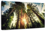 Redwood Trees Sunset Wall Art