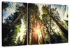 Redwood Trees Sunset Wall Art
