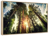 Redwood Trees Sunset Wall Art