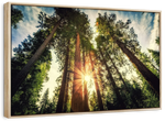 Redwood Trees Sunset Wall Art