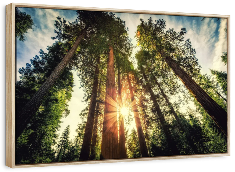 Redwood Trees Sunset Wall Art