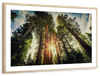 Redwood Trees Sunset Wall Art