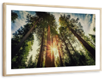 Redwood Trees Sunset Wall Art