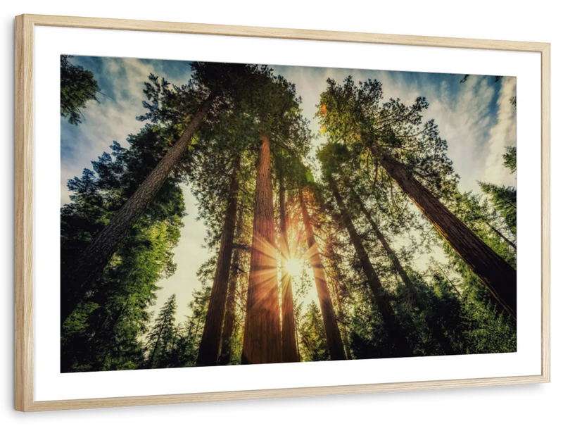 Redwood Trees Sunset Wall Art