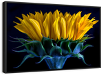 Sunflower Side View Wall Art