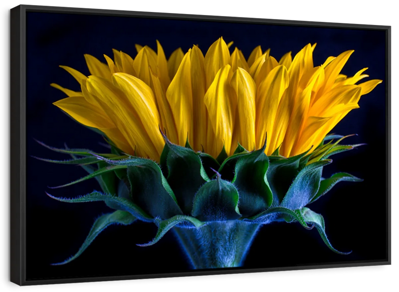 Sunflower Side View Wall Art