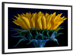 Sunflower Side View Wall Art