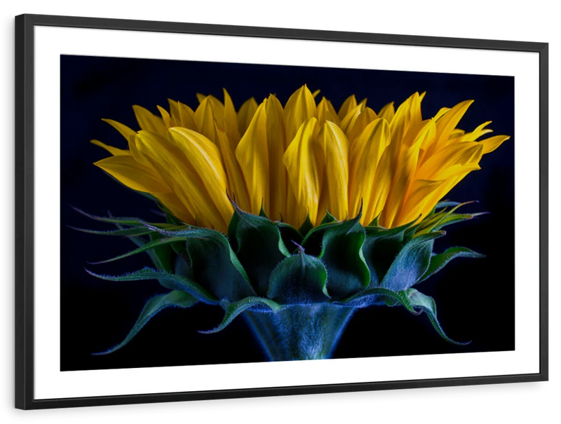 Sunflower Side View Wall Art
