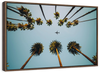 Plane Below Palm Trees Wall Art