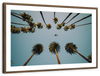 Plane Below Palm Trees Wall Art