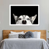 Peeking Siberian Husky Wall Art
