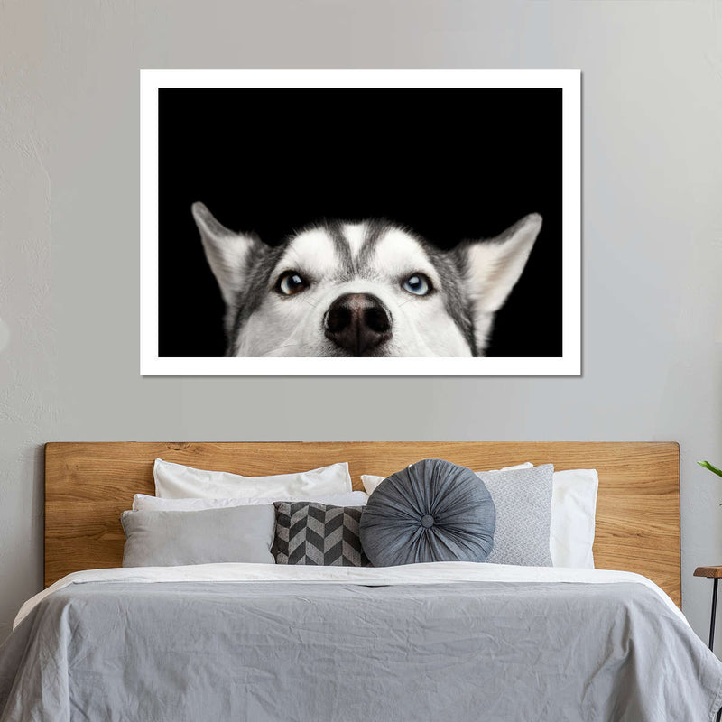 Peeking Siberian Husky Wall Art