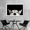 Peeking Siberian Husky Wall Art