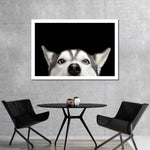 Peeking Siberian Husky Wall Art