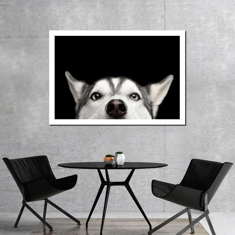 Peeking Siberian Husky Wall Art
