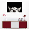 Peeking Siberian Husky Wall Art