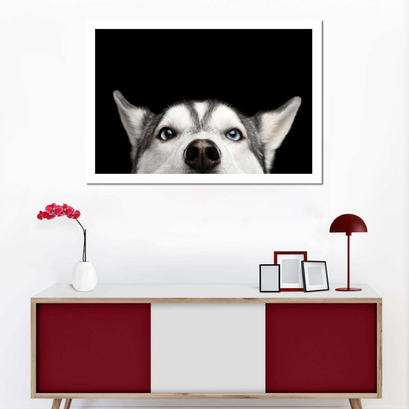 Peeking Siberian Husky Wall Art