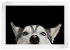 Peeking Siberian Husky Wall Art