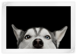 Peeking Siberian Husky Wall Art
