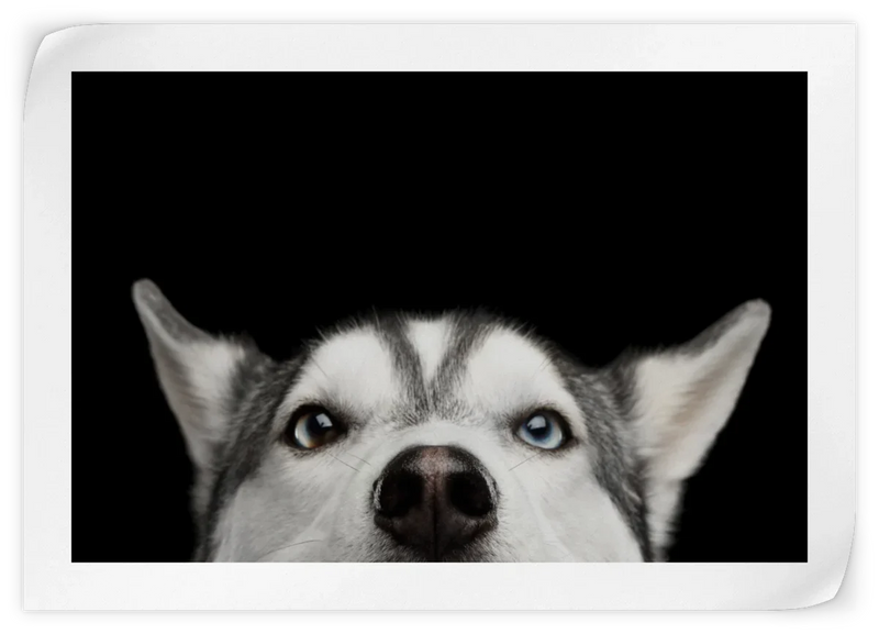 Peeking Siberian Husky Wall Art