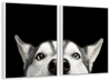 Peeking Siberian Husky Wall Art