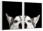 Peeking Siberian Husky Wall Art