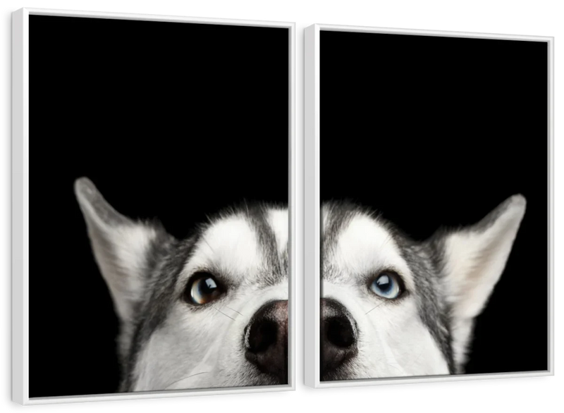 Peeking Siberian Husky Wall Art