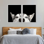 Peeking Siberian Husky Wall Art
